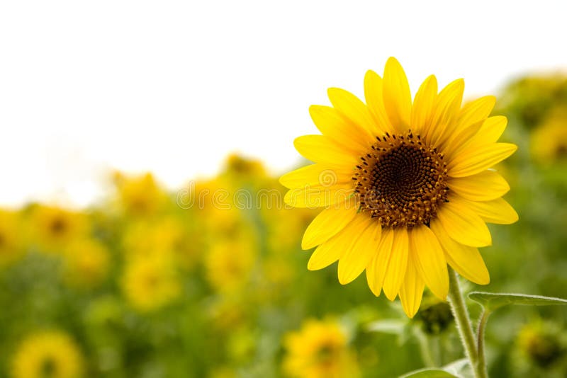 Field of sunflowers with focus on front sunflower. Sunflowers stock images, royalty-free photos and pictures