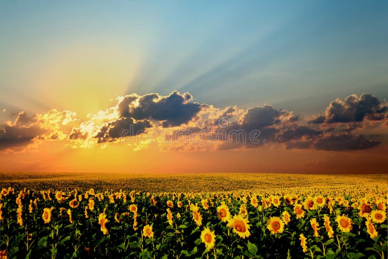 Field of sunflowers