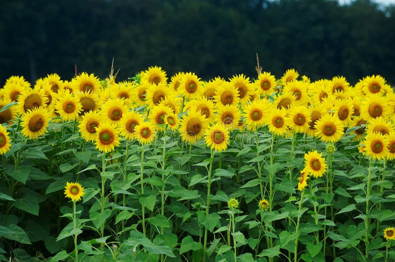 Field of sunflowers stock images Field of sunflowers stock images