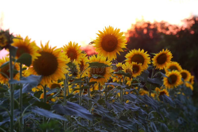 Field of sunflowers.Sunflowers against the Sun. Landscape from a sunflower meadow