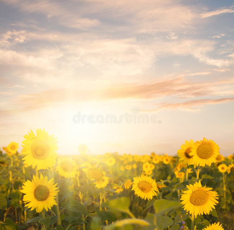 Field of blooming sunflowers on a background sunset. Sunflowers stock images, royalty-free photos and pictures