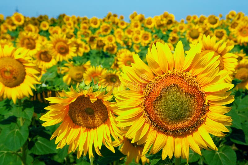 A field of sunflowers on blue sky