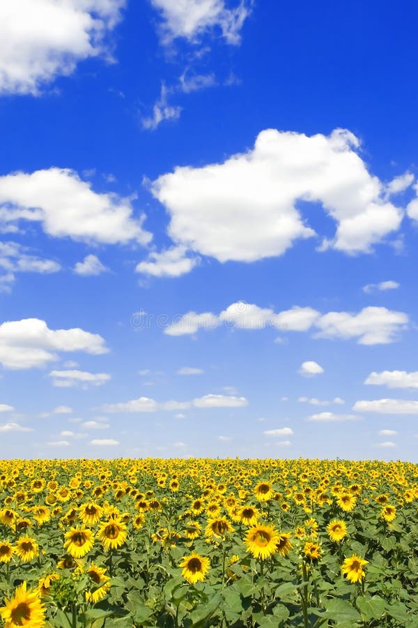 34,875 Sunflowers Background Blue Stock Photos Free & RoyaltyFree
