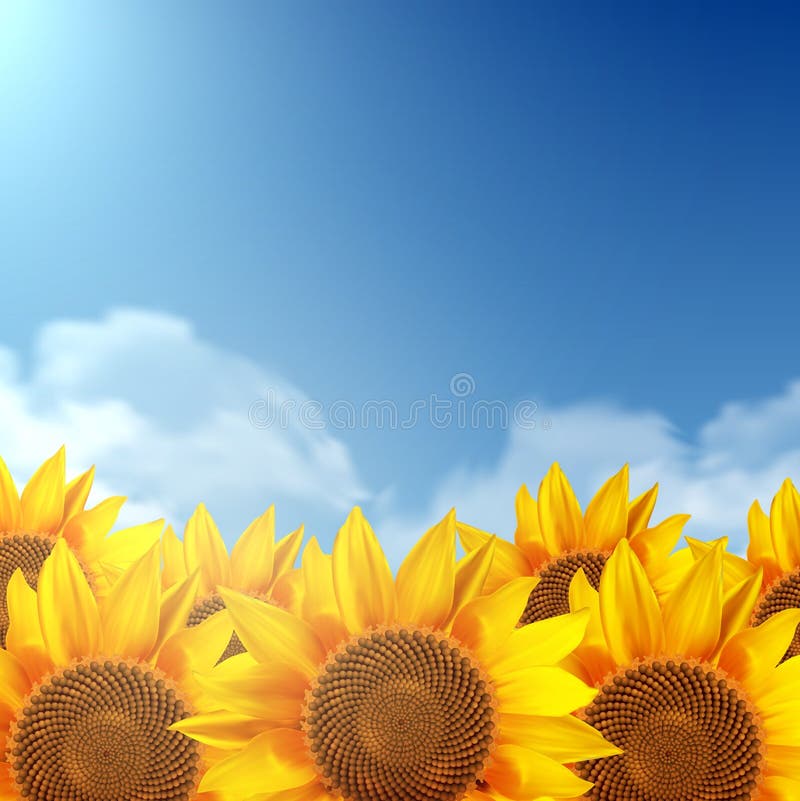 A field of sunflowers and a clear sky.