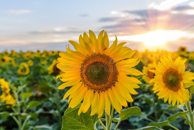 Field of Sunflowers . Close Up of Sunflower Against a Field Stock Photo