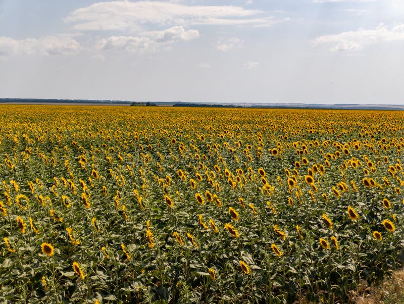 A field of sunflowers in the middle of a field of green grass stock image