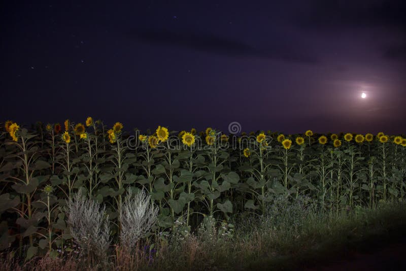 Field with Sunflowers in the Moonlight Stock Photo Image of night