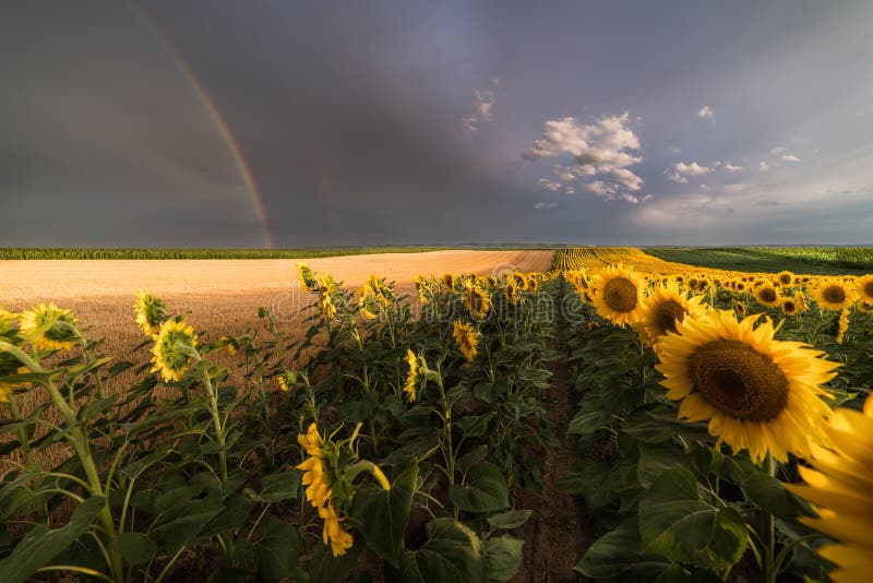 Field of Sunflowers an Rainbow Behind after Rain in Summer Day Stock
