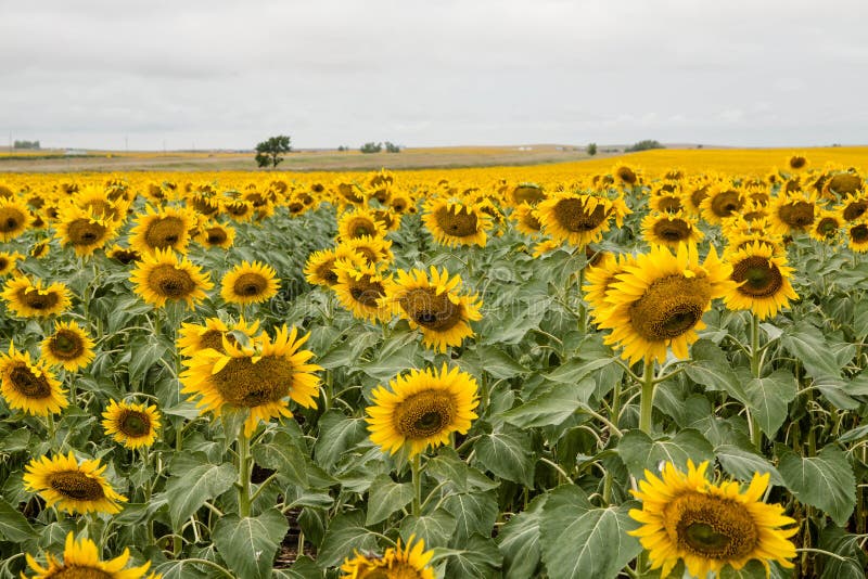 Yellow Sunflowers in a Field in South Dakota Stock Photo Image of