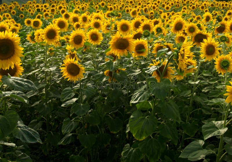 A Field of Sunflowers in Ukraine Stock Photo Image of plant, crop