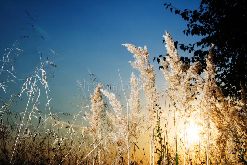 Field at sunset