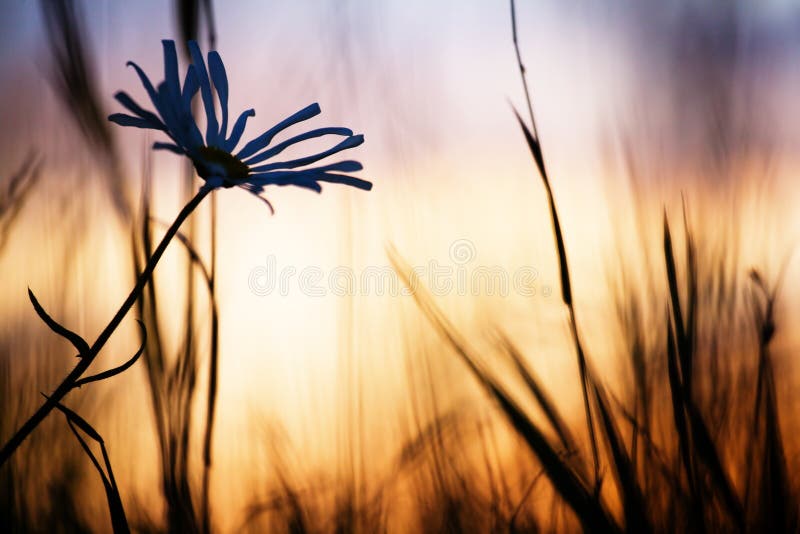 Field at sunset