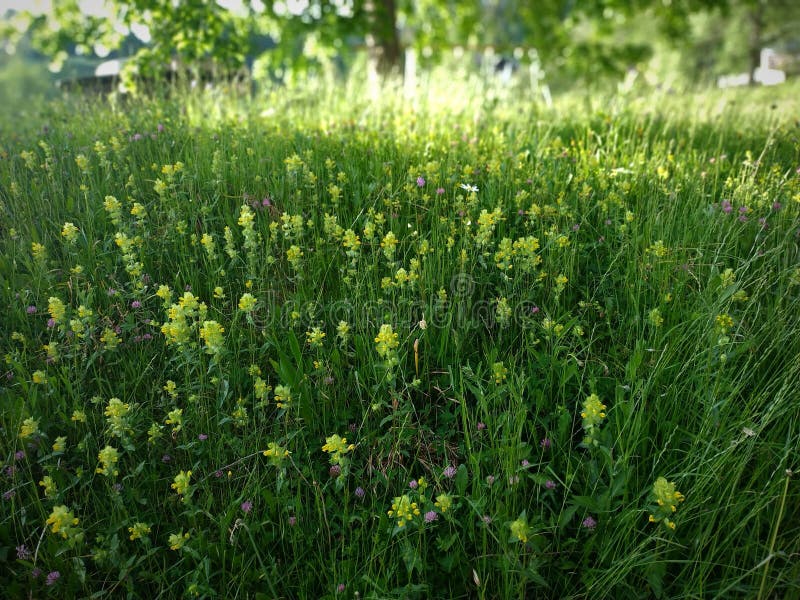 Field with Tall Grasses, Yellow Flowers and Trees in the Background