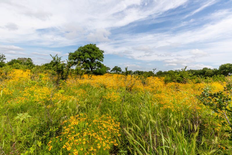 Field Of Texas Hill Country Yellow Wildflowers Stock Photo Image Of