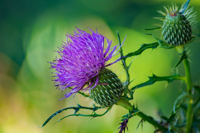 Field Thistle Wildflower, Cirsium discolor