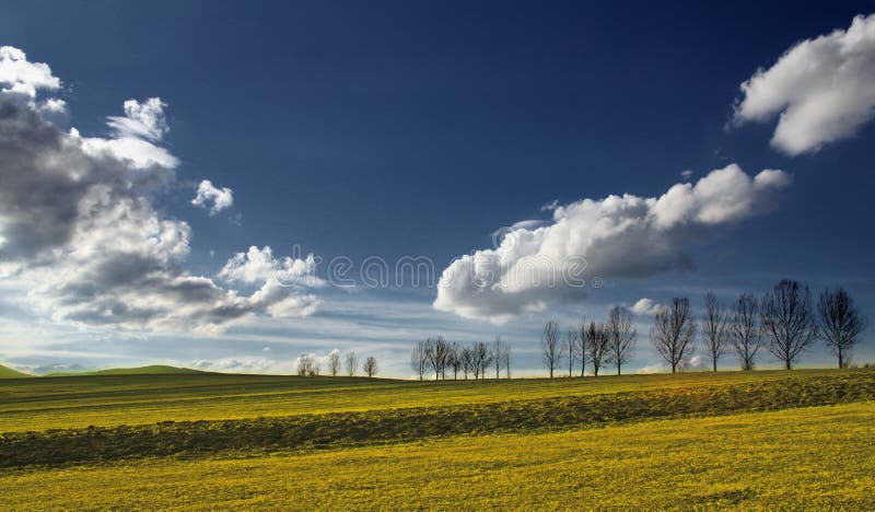 Field with trees and blue sky