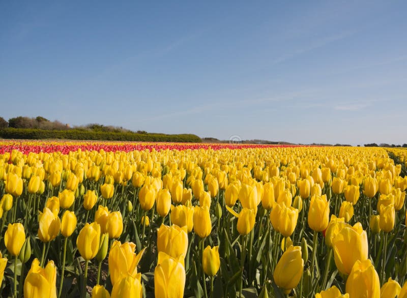 Field of tulips