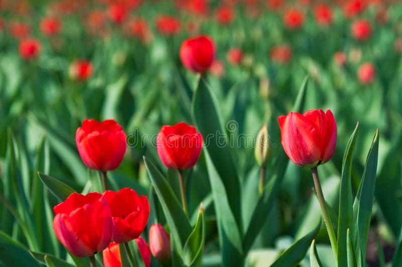 Tulip Rows Ground Level View Stock Image Image of nature