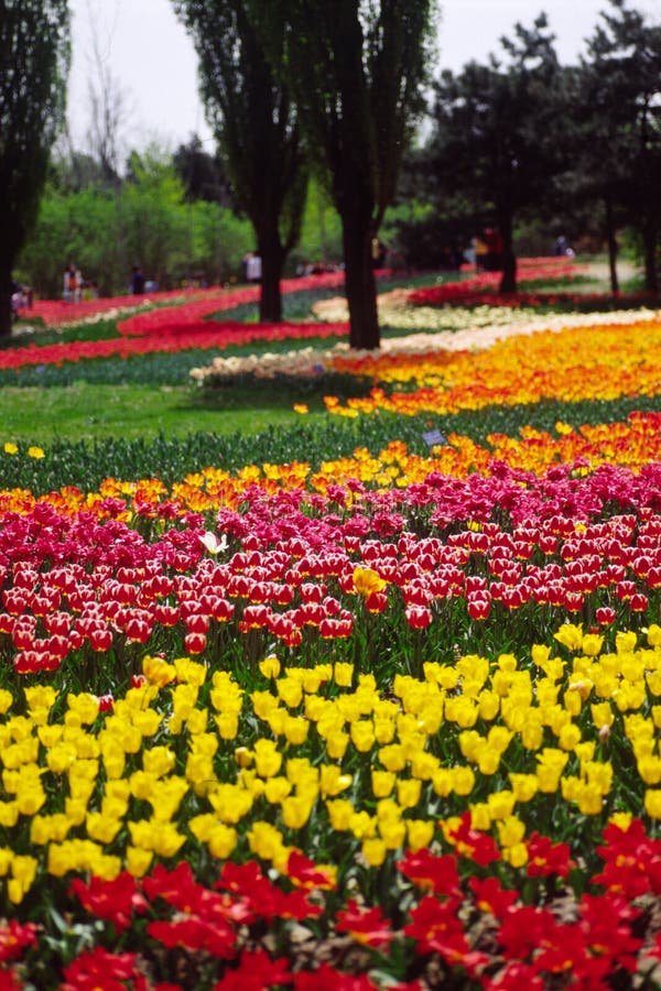 field of tulips