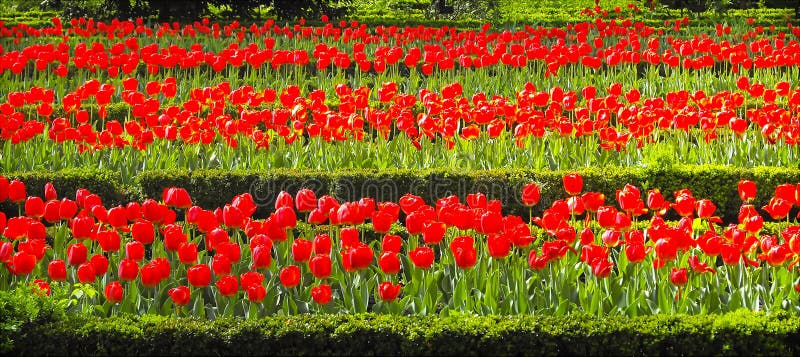 Field of tulips