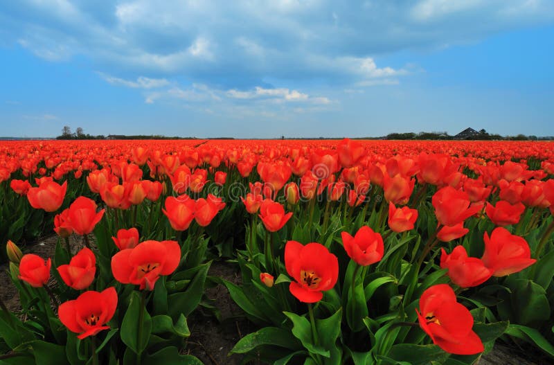 Field of tulips