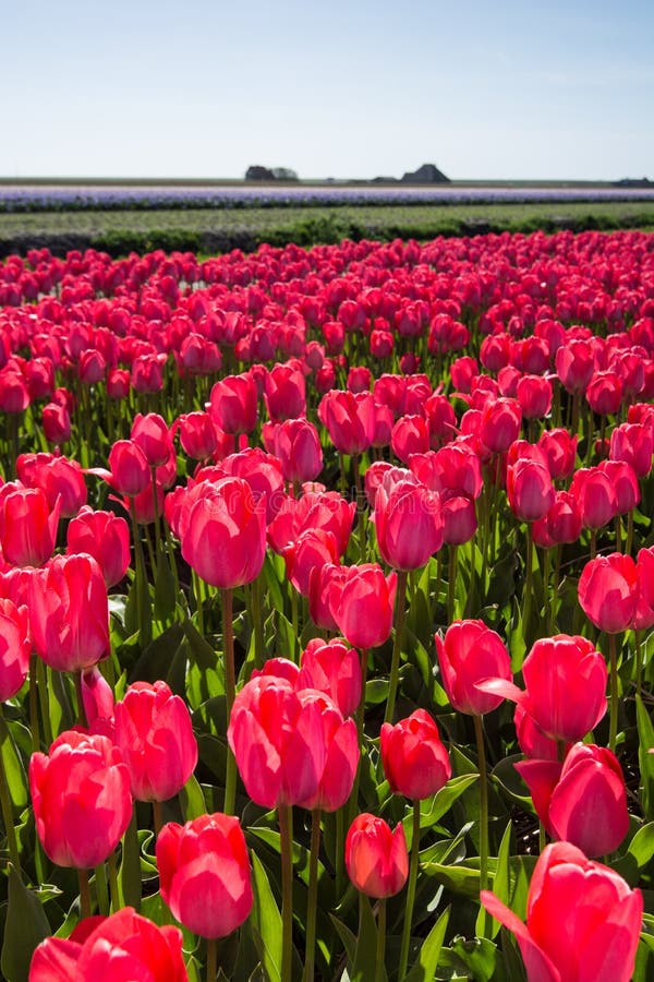 Field of tulips stock photo. Image of green, blue, agriculture 31152086