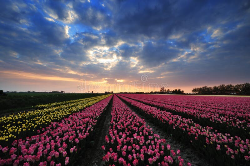 Field of tulips with sunset