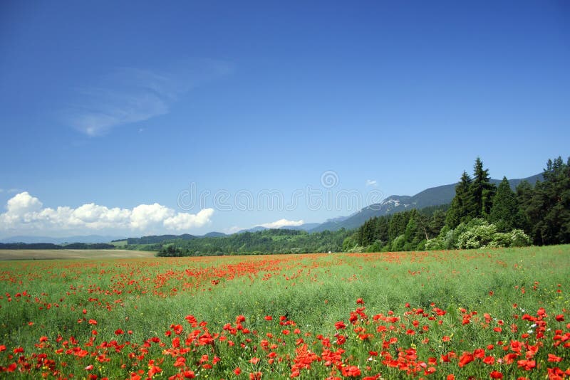 Field under mountains