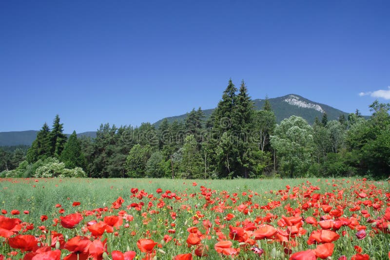 Field under mountains