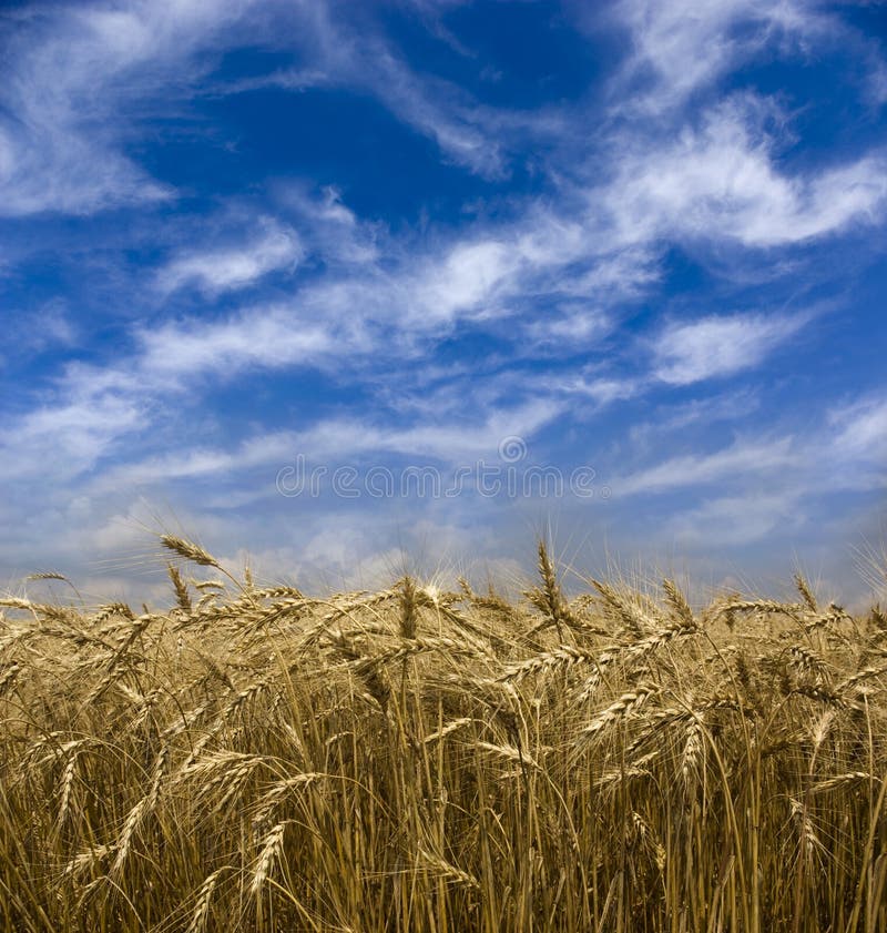 Field of wheat