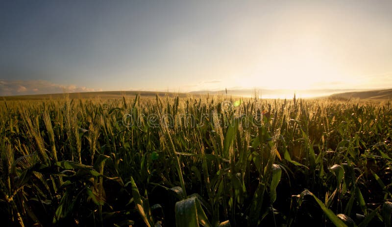 Field of wheat