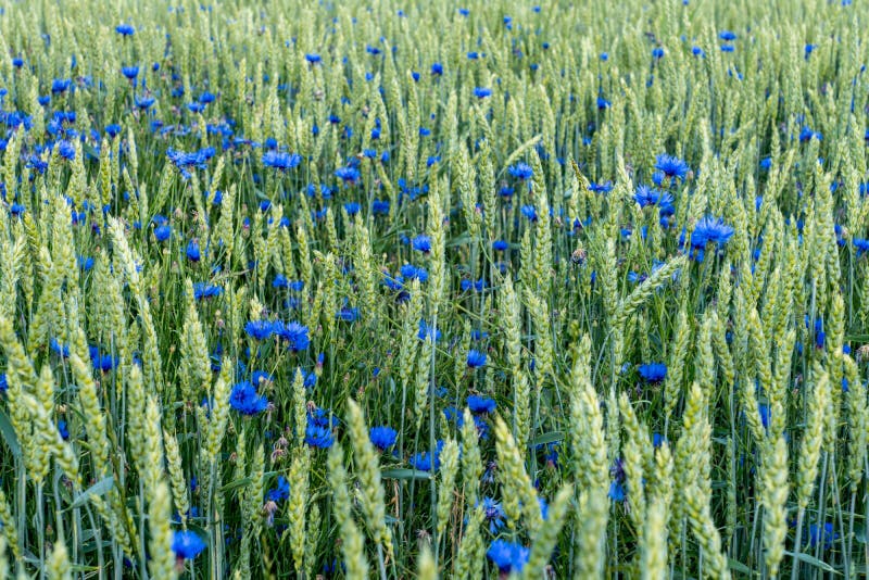 Field of wheat with blue bonnet flowers mixed with green straws