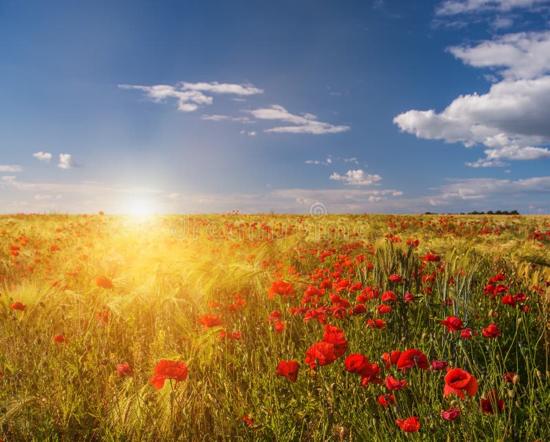 A field with wheat ears and lots of red poppies.