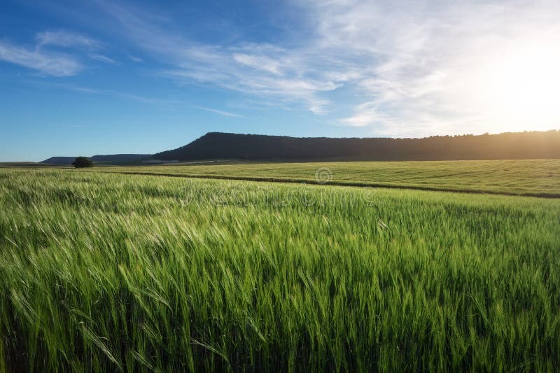 Field of wheat in the morning. royalty free stock image Field of wheat in the morning. royalty free stock image