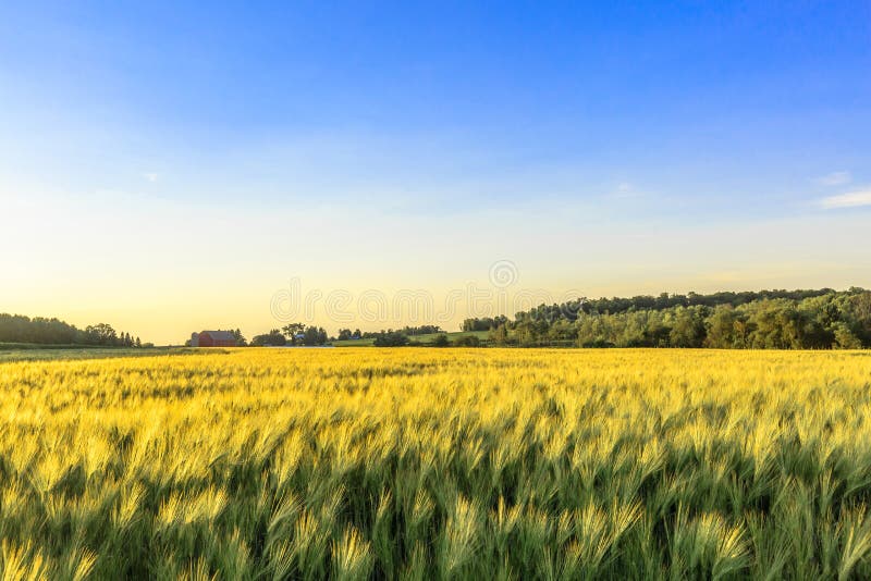 Field of Wheat on a Wisconsin Farm