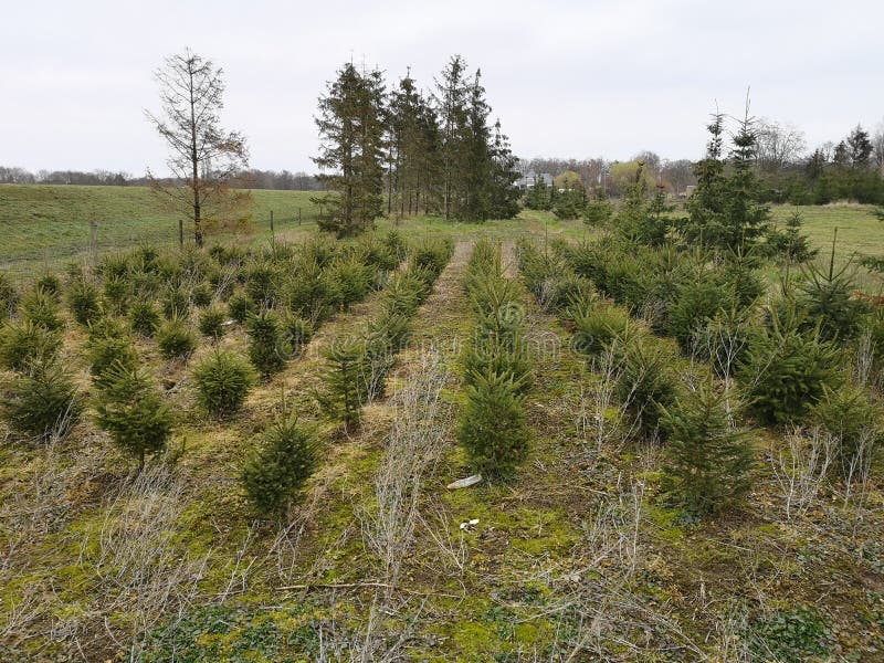 Christmas Trees Growing On A Field Stock Photo - Image of field, growth: 140698734