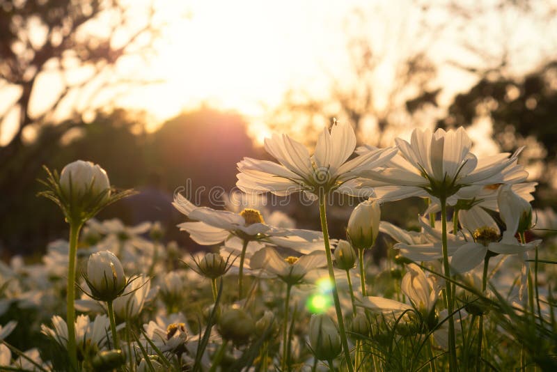 Field of White Cosmos Flowers Blooming on a Sunset Background Stock
