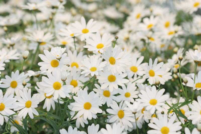 Un campo di bianco daisie in fiore.