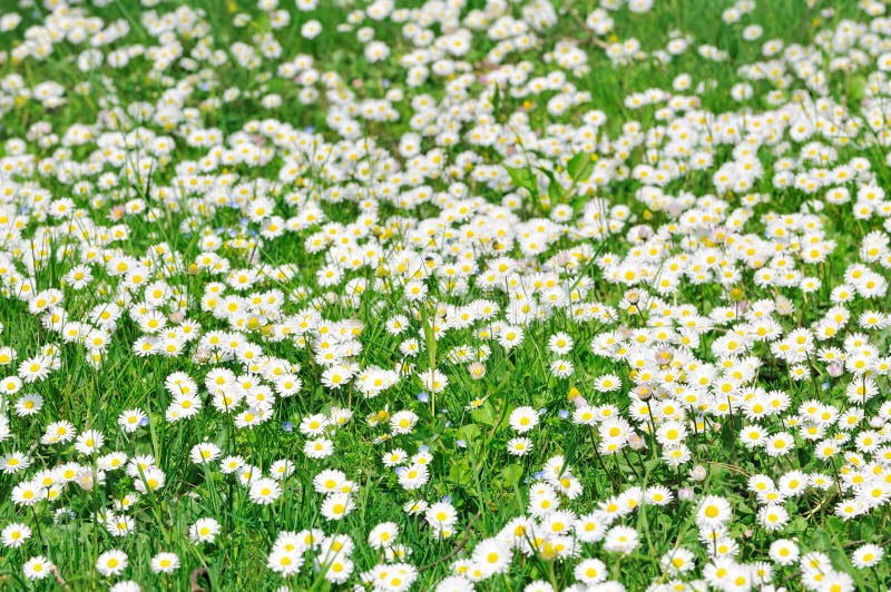 Field of white daisies stock photo. Image of love, blossom 20183450