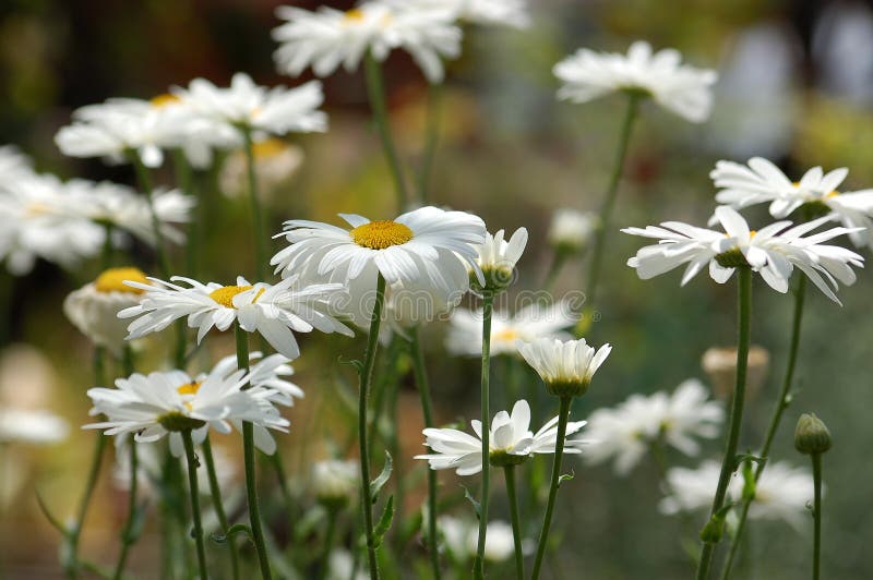 A field of white daisies stock image. Image of leaf, daisy 945757