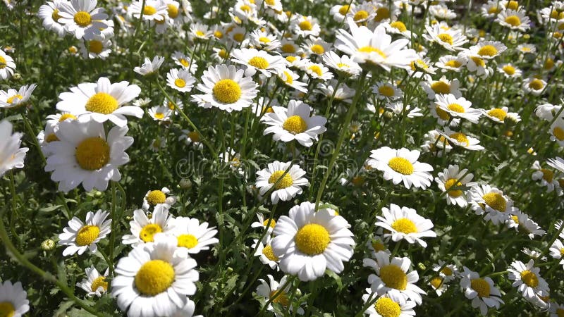 Field of white daisy flowers or camomile