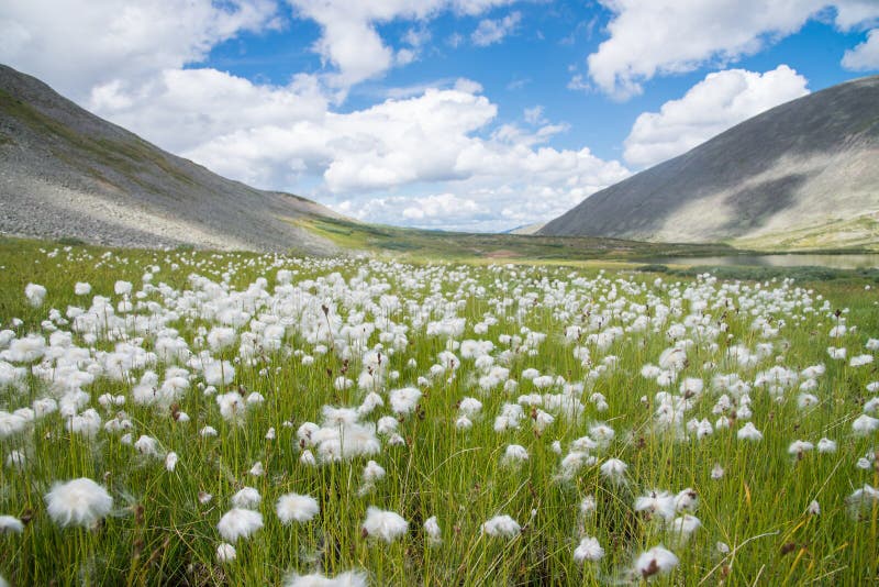 Dandelions Background Greenland Stock Photos - Free & Royalty-Free Stock  Photos from Dreamstime