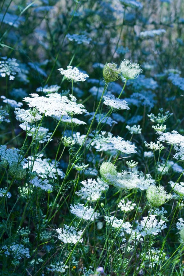 Field of white flowers