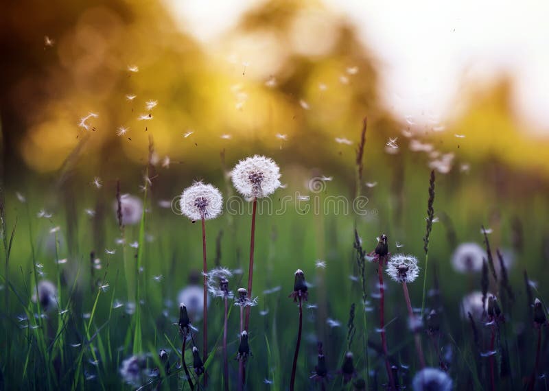 Field with White Dandelion Flowers and Flying Seeds on a Sunny Warm ...