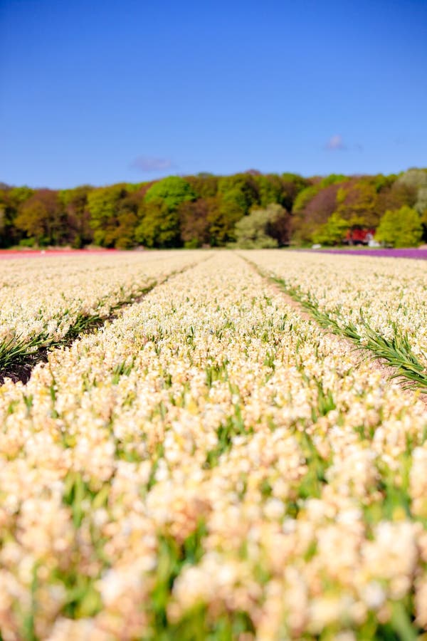 Field of white hyacinths in spring