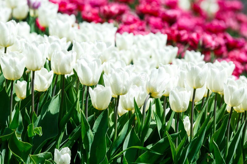 Field of White Tulips with Selective Focus. Spring, Floral Background ...