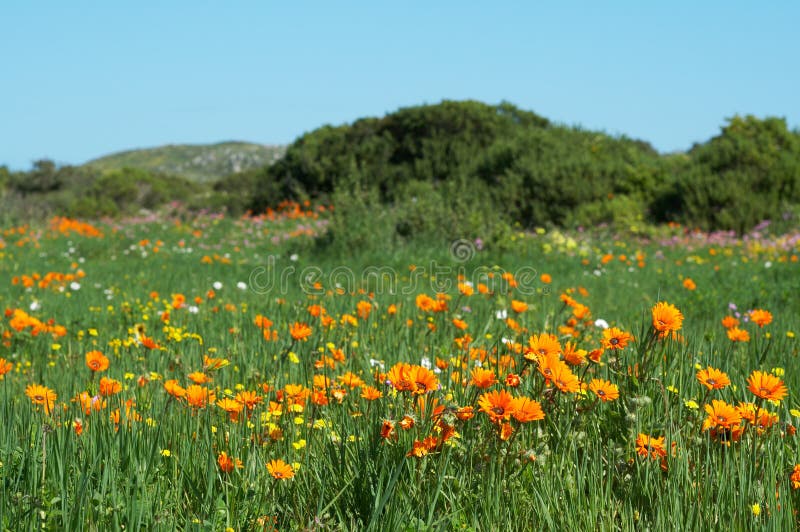 Field of wild flowers