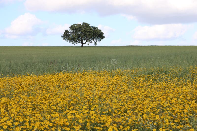 Lonely tree. landscape of alentejo.