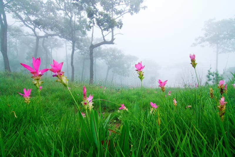 Field of Wild Flowers in the Mist Stock Image Image of grow, mist