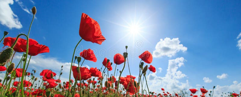 Field of wild red poppies